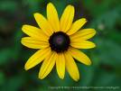 Rudbeckia (Black Eyed Susan)
